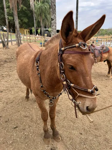 Mini burro 