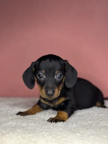 basset dachshund fêmeas 
