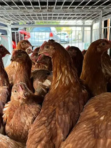 Frangas Embrapa 051