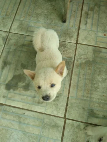 Vendo Filhote Chow Chow com Labrador