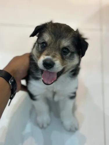 Cadela