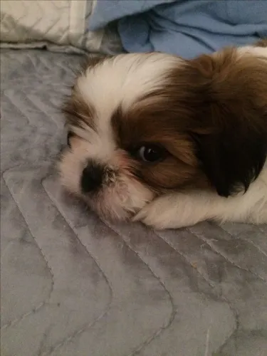 Lhasa Apso