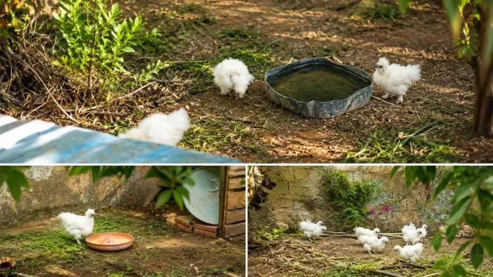 Sedosa do Japão (Silkie)