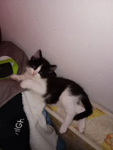 Doação de gatinhos