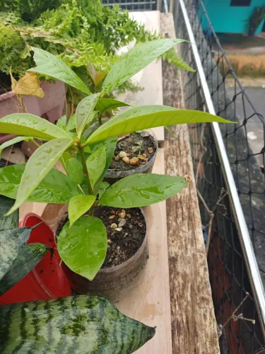 Plantas Frutíferas mudas Jambeiro 