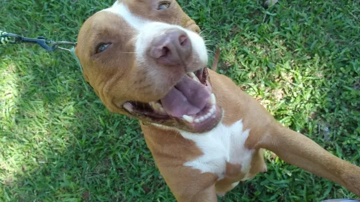 Pitbull fêmea - Adoção 