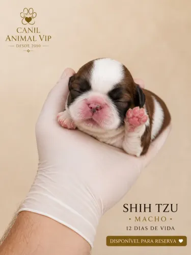Filhote de Shih Tzu Macho