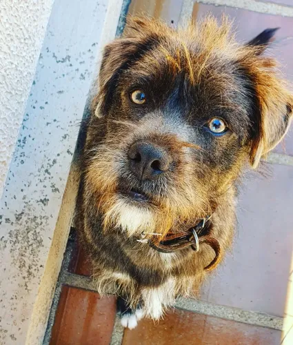 Doação responsável- Rocky 6 anos