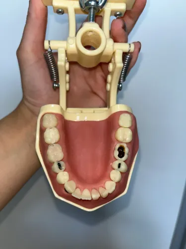 Manequim odontológico