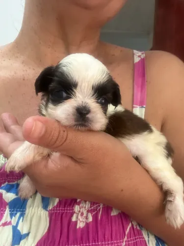 Shitzu alto padrão com pedigree