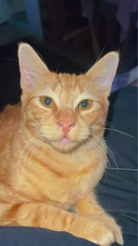 Doação gato