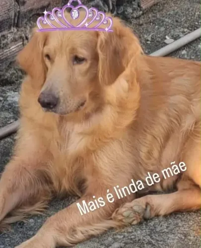 Casal adulto de golden retrivier 