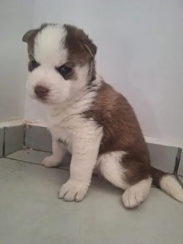 Husky siberiano