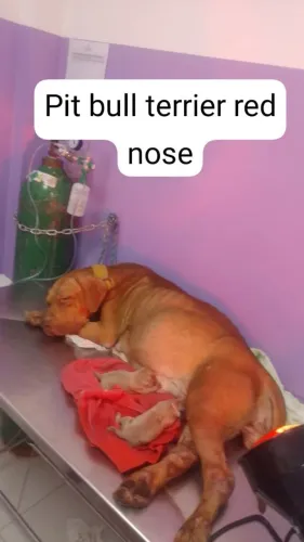 Filhotes de Pit Bull Monster red nose com American Staffordshire albino 100% Puros