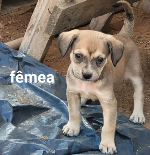 Doação responsável de filhotes sem raça definida