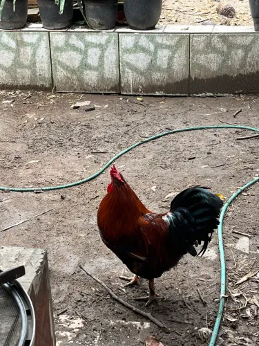 Vendo Galo