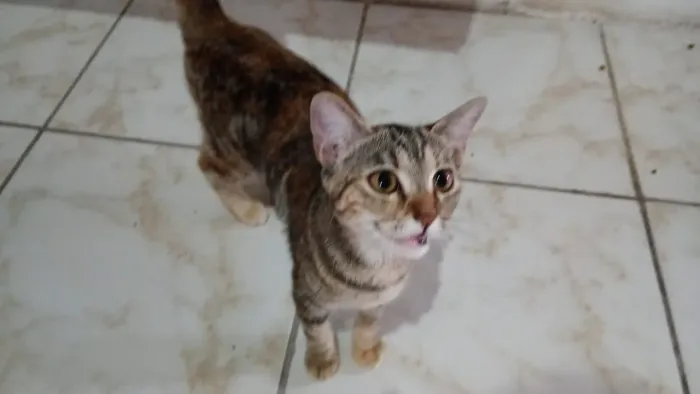 Doação de Gatinhos