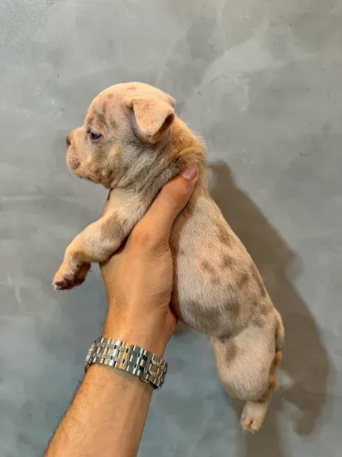 Filhotes de American Bully com Pedigree