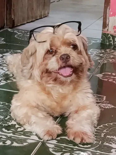 Procuro uma namorada