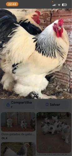Galinha e frango  e adubo 