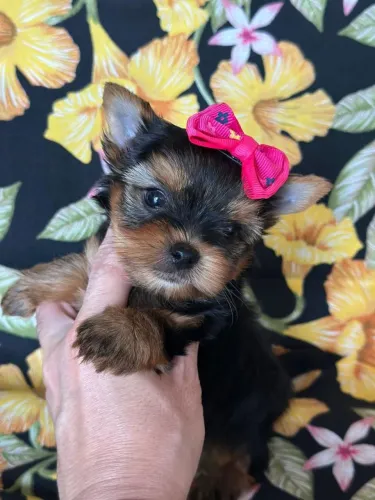Yorkshire Terrier Femea!! Visite Nosso Canil.