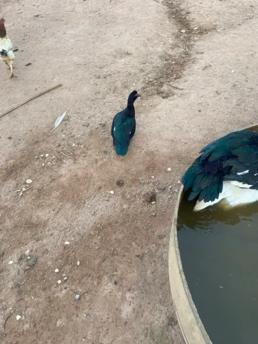 Ovos de pata 