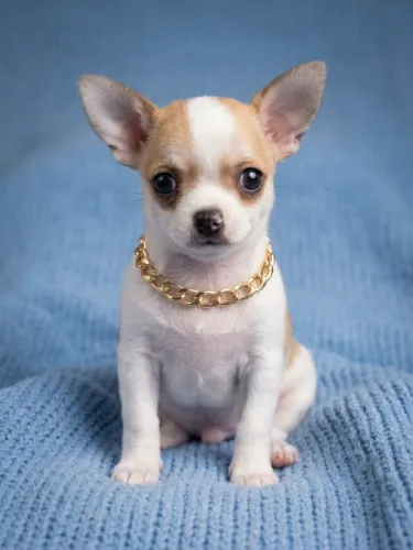 Filhote Chihuahua macho