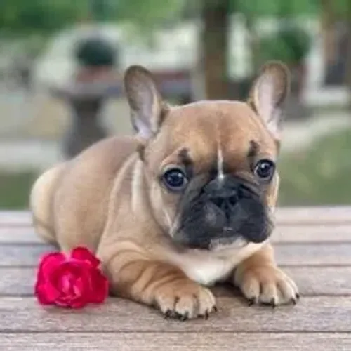 Bulldog Francês,Bulldog Francês Filhote Disponível Alta Qualidade