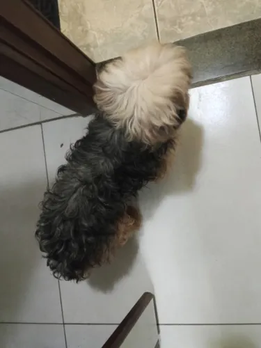 Animais 