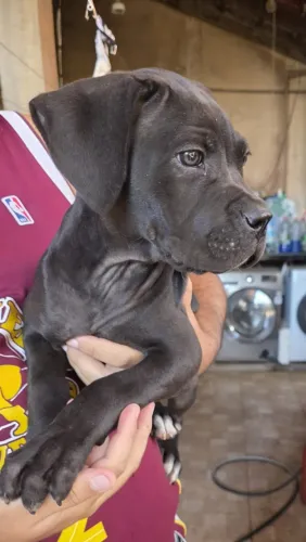 FILHOTE CANE CORSO FÊMEA