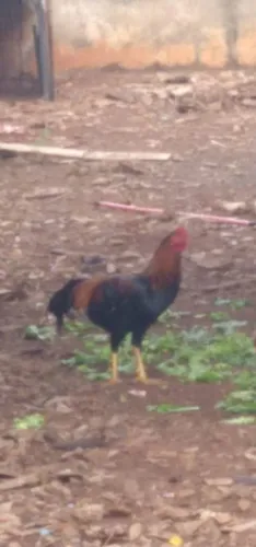 Galo indio