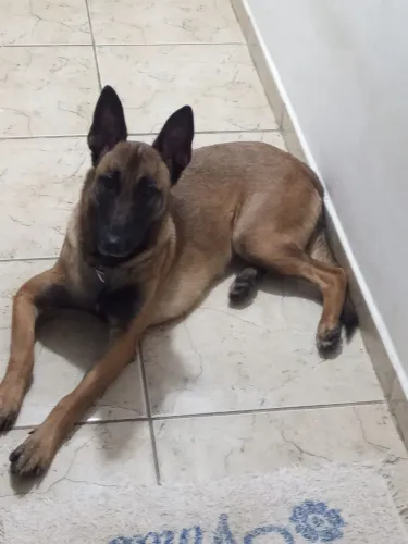 Pastor belga . Malinois a venda , fêmea 12 meses 