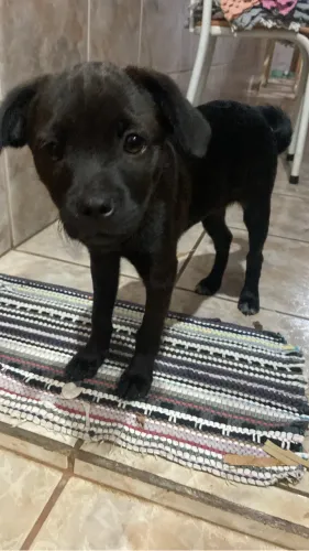 cachorro para doação