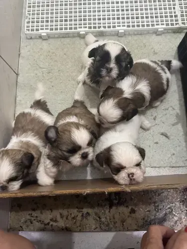 FILHOTES DE SHIH TZU DOAÇÃO COM ENTREGA EM SUA RESIDÊNCIA