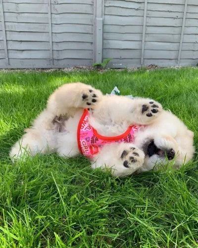 Chow Chow Esse dog veio para somar felicidade à sua vida