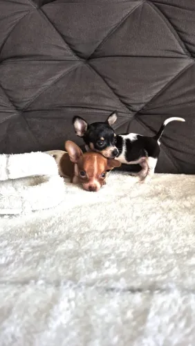 PINSCHER de BOLSO ZERO BICOLOR (ACEITO CARTÃO)