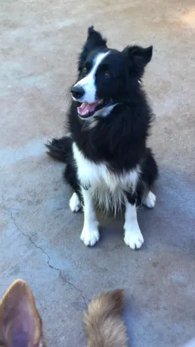 Border Collie Macho