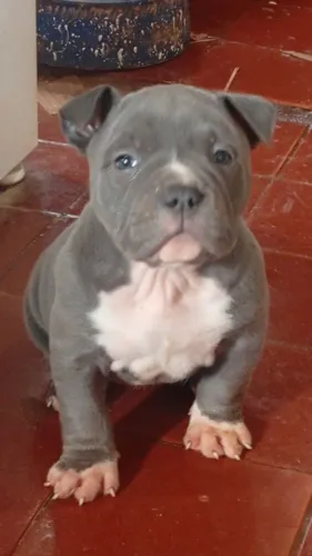 American bully fêmea pocket 