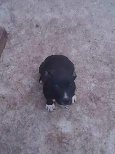 Cachorro