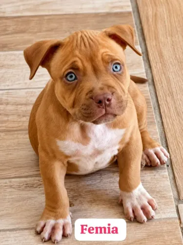 Pitt bull femia