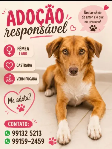 Adoção responsável 