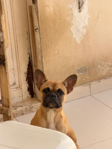 FÊMEA BULDOGUE FRANCÊS