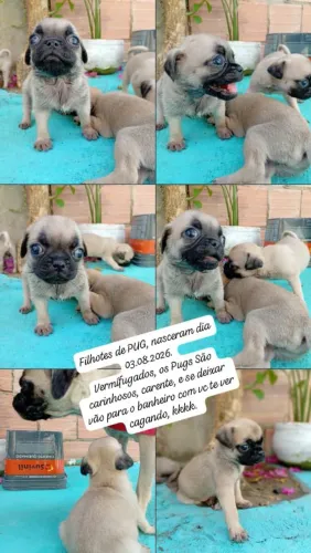 Filhotes de PUG