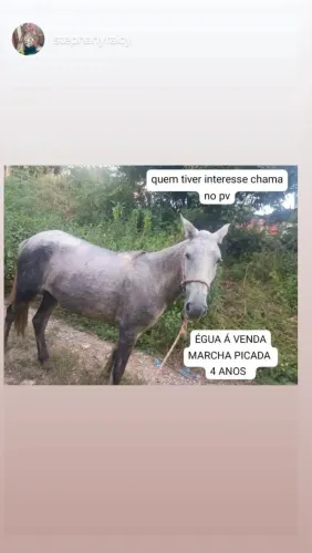 Égua marcha picada nova