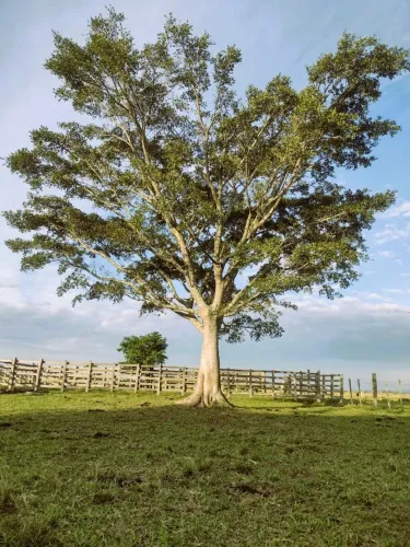 Fazenda 208ha Pecuária e Soja em Glorinha RS