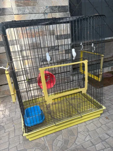 Gaiola Hamister, porco da índia 
