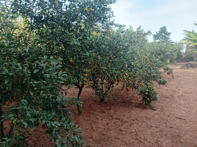 Oportunidade (pego pick-up na troca) terreno com preço de ocasião