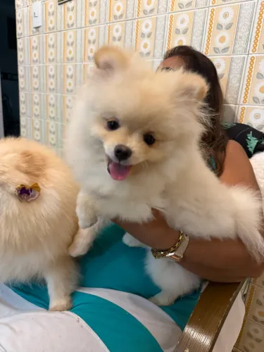 Filhote fêmea de Lulu da Pomerânia