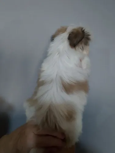 Filhotes de Shih-Tzu machos disponíveis