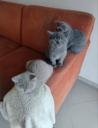 filhotes de british shorthair